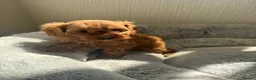 Cavapoo dogs for sale: 🐾 Exquisite F1 Cavapoo Puppies Available 🐾  - Advert 11