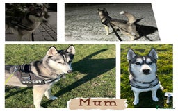 Siberian Husky dogs for sale: Strong Chunky Siberian Husky puppy’s  - Image 39