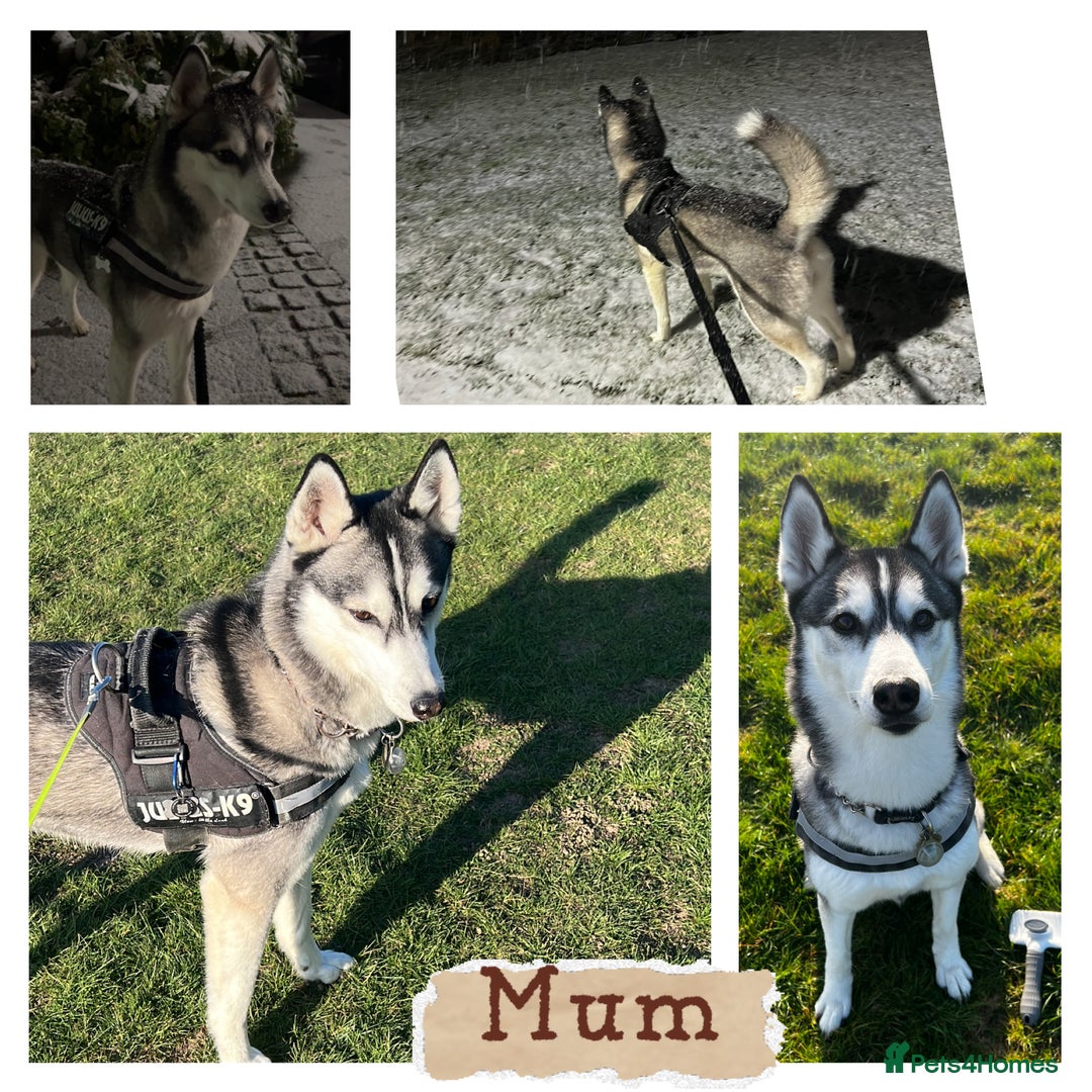 Siberian Husky dogs for sale: Strong Chunky Siberian Husky puppy’s  - Image 39