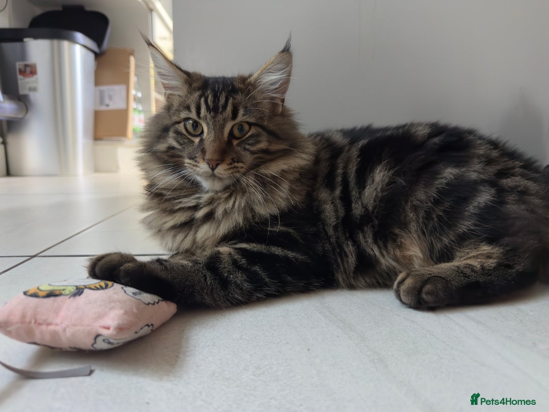 Mixed Breed cats for sale: Two lovely kittens looking for their forever home - Advert 4