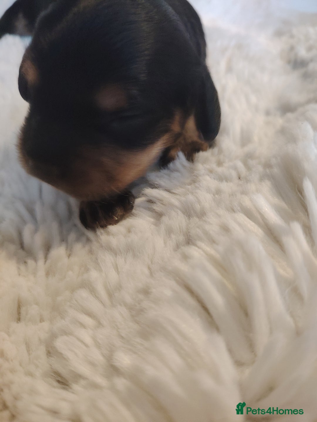 Cavapoo dogs for sale: Stunning tri coloured teddy bear Cavapoos x 6  - Advert 7