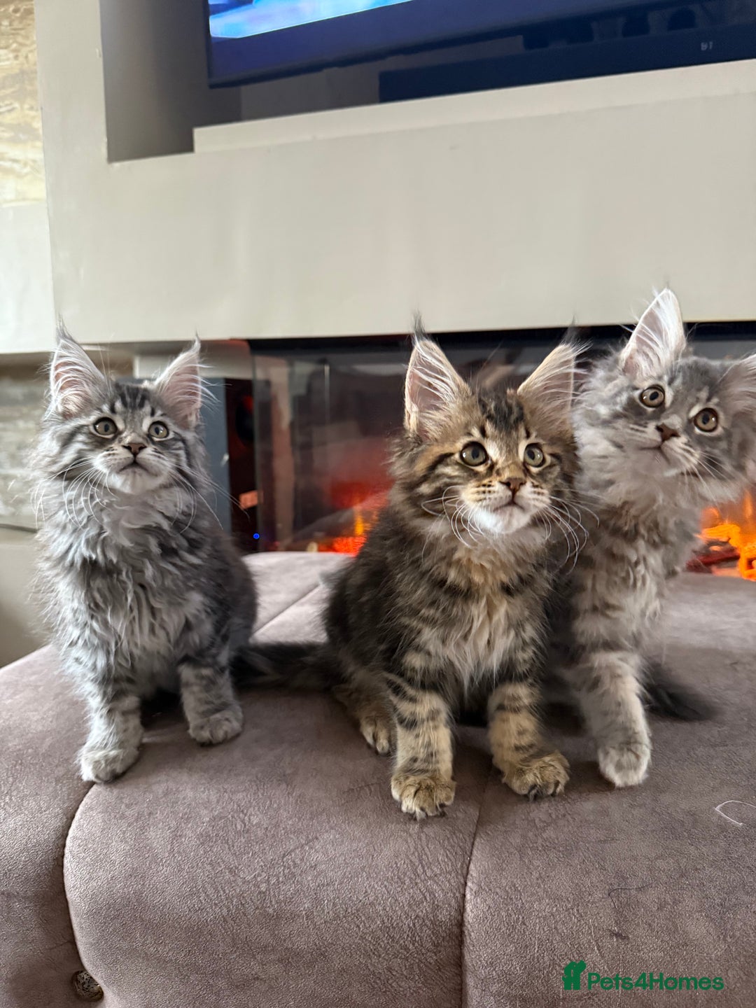 Maine Coon cats for sale: XL Russian Cubs 🇷🇺 ❤️ - Image 16