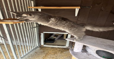 Maine Coon cats - Advert 7
