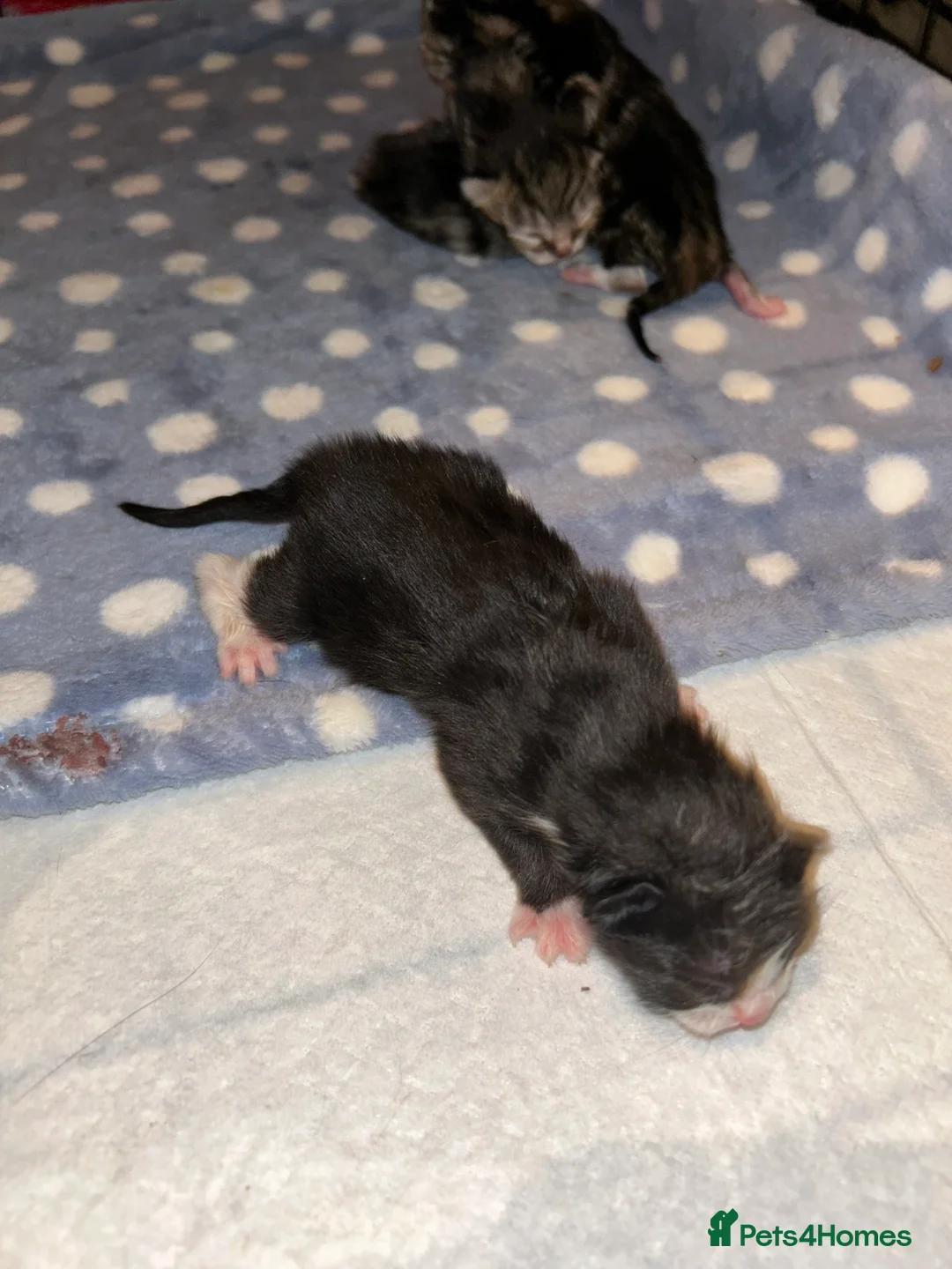 Mixed Breed cats for sale: 4 beautiful kitten Bengal x domestic  - Advert 2