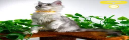 Maine Coon cats for sale: Stunning Maine Coon Kittens Ready - Advert 7