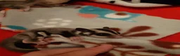 Sugar Glider rodents for sale: Sugar gliders in Salford - Advert 24