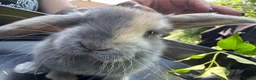 Harlequin rabbits for sale: Gorgeous harlequin mini lops - Advert 11