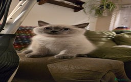 British Shorthair cats for sale: British Shorthair kittens  - Image 5