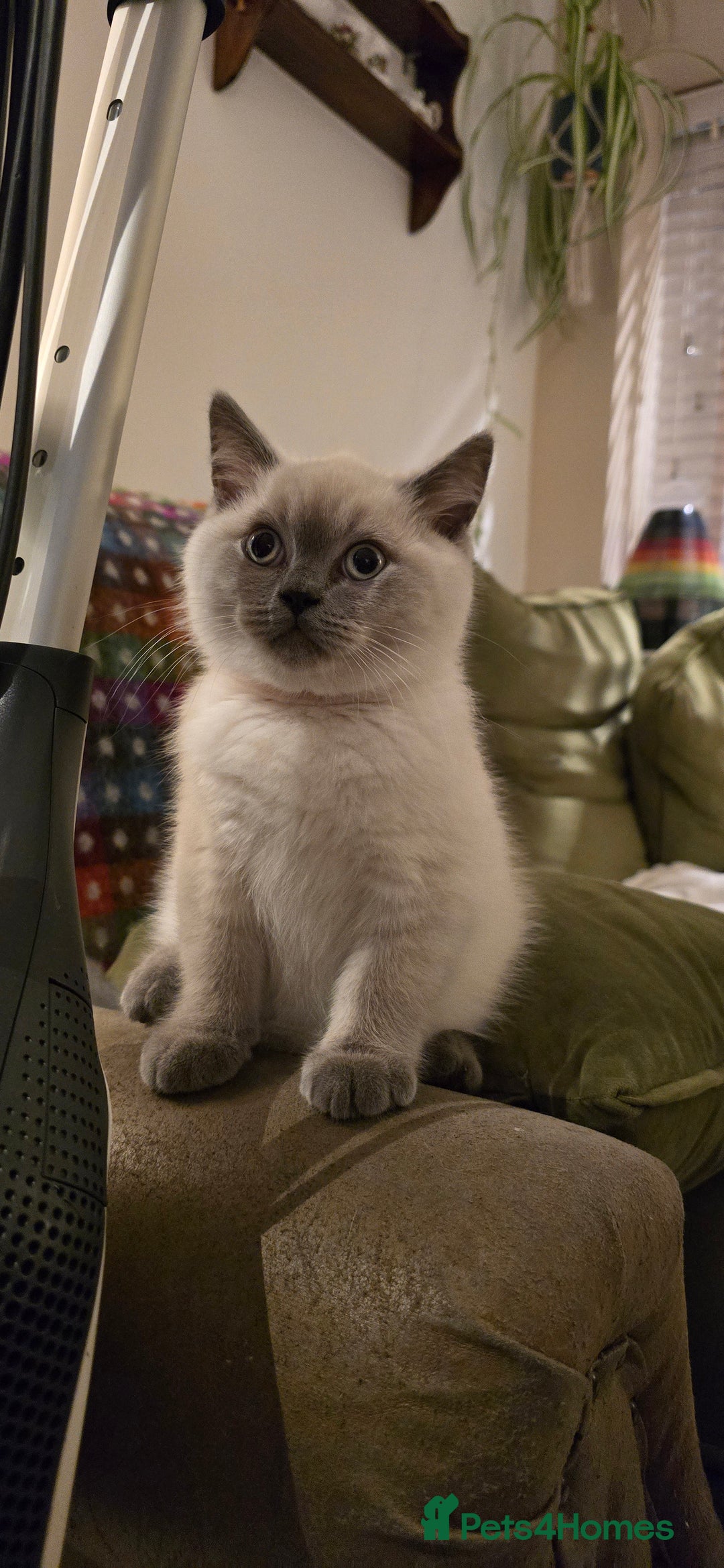 British Shorthair cats for sale: British Shorthair kittens  - Image 5
