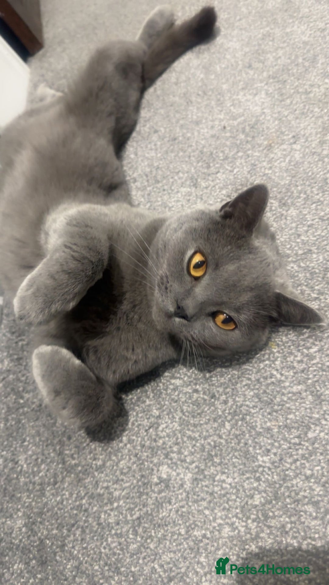 British Shorthair cats for sale: British short hair  - Advert 1