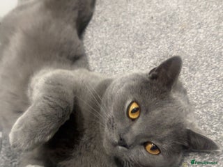 British Shorthair cats British short hair - Advert 1