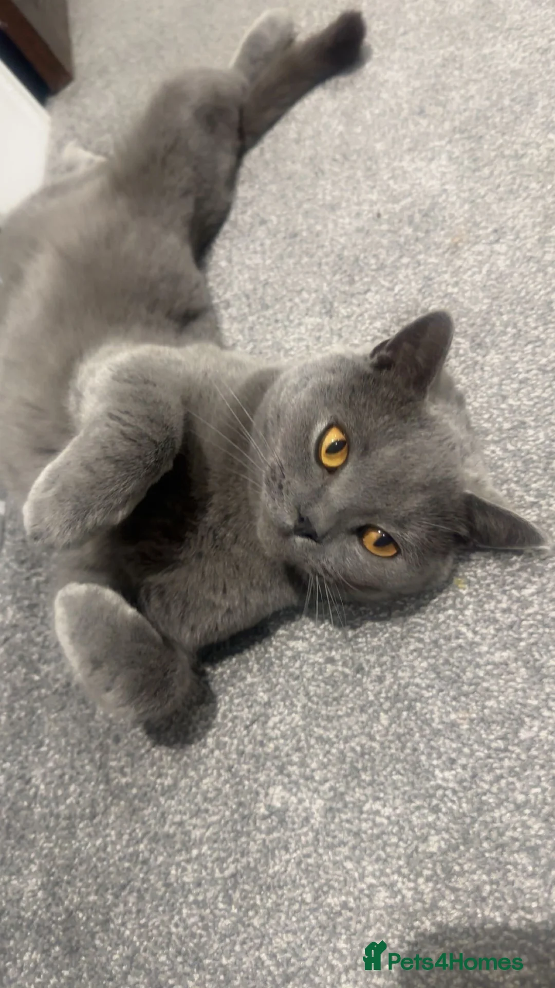 British Shorthair cats for sale: British short hair  - Advert 1