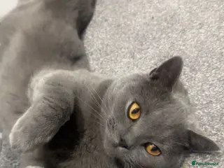 British Shorthair cats British short hair - Advert 7