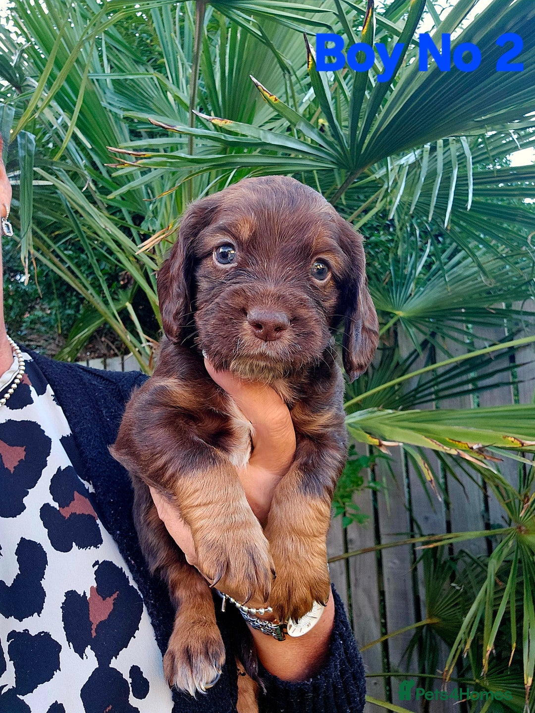 Cocker Spaniel dogs for sale: Cocker Spaniels - Image 11