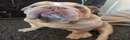 Mixed Breed dogs for sale: Rolo - pocket bulldog - Advert 2