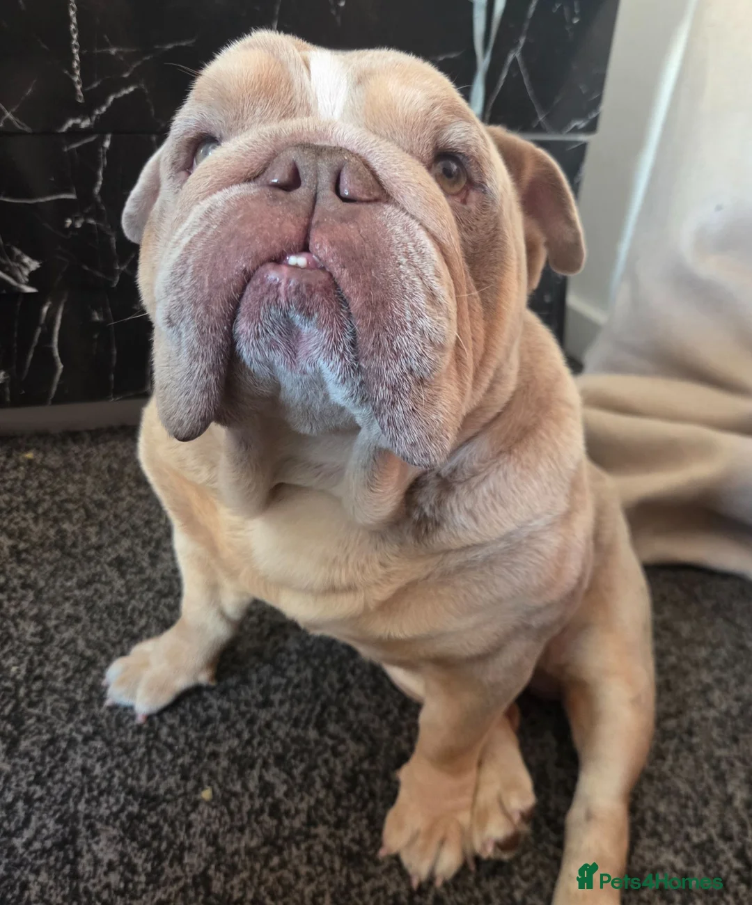 Mixed Breed dogs for sale: Rolo - pocket bulldog - Advert 2