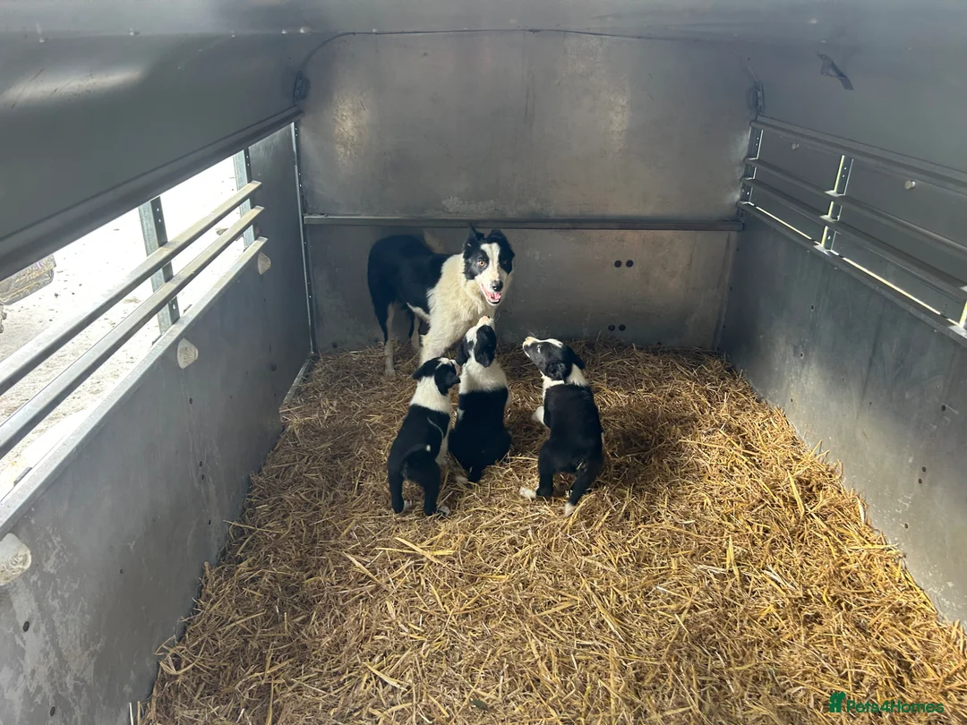 Border Collie dogs for sale: Border collies for sale in Denbigh - Advert 1