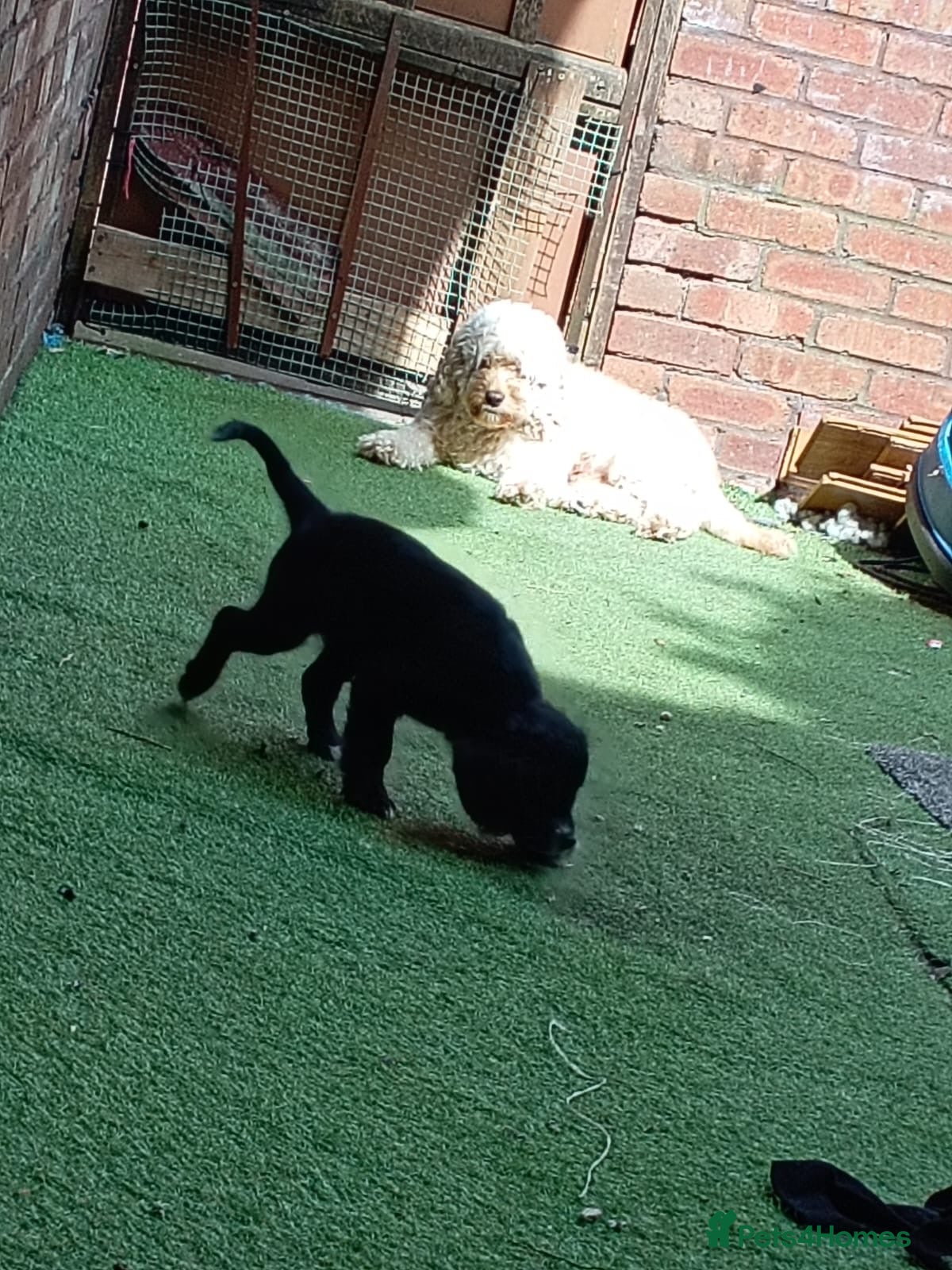 Cockapoo dogs 1 female left  - Advert 1