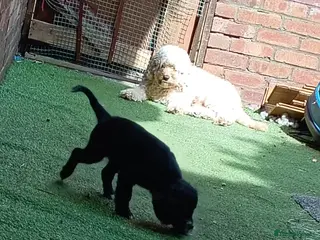 Cockapoo dogs 1 female left - Advert 1