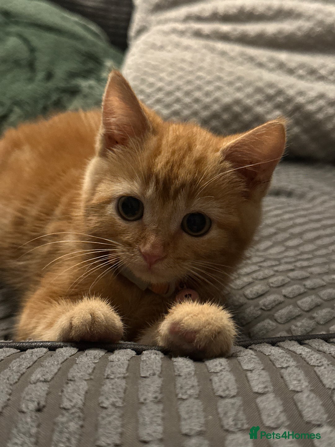 Mixed Breed cats for sale: 11 Week Old Pure Ginger Tabby Kitten Female - Image 5