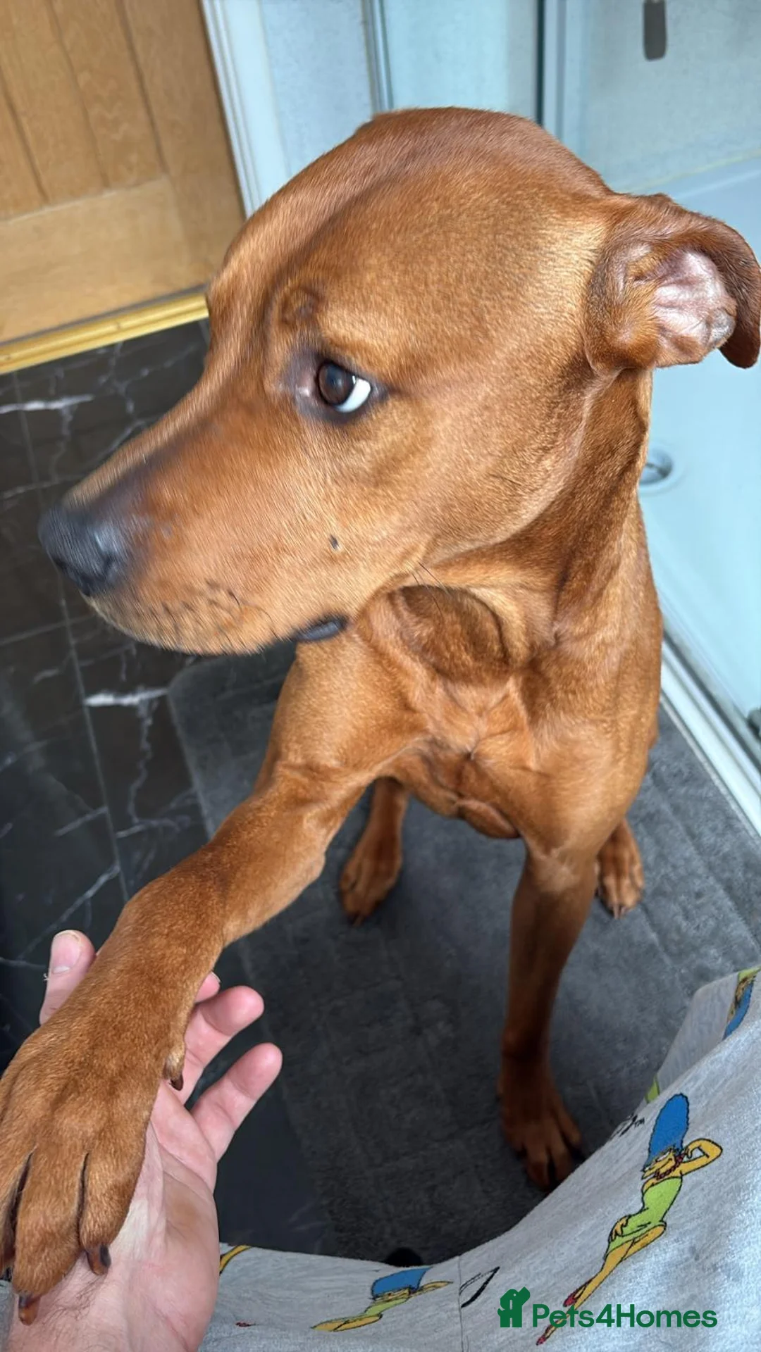 Mixed Breed dogs for sale: Doberman and Doberman x staffy  - Advert 28