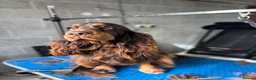 Cocker Spaniel dogs for sale: Kc Chocolate Show cockers  - Advert 4