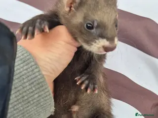 Ferret rodents Micro eu polecats ferrets ready to leave Friday - Advert 3