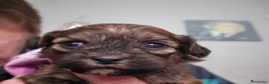 Shihpoo 5