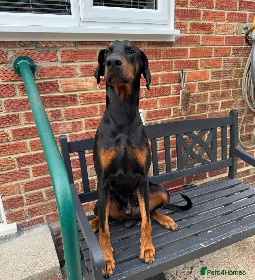 Dobermann dogs Gorgeous Doberman For Adoption  - Advert 3