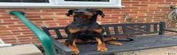Dobermann dogs for adoption: Gorgeous Doberman For Adoption  - Advert 1