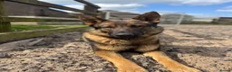 German Shepherd dogs for sale: 🤩 5 gorgeous German Shepherd pups  in Crewe - Advert 9