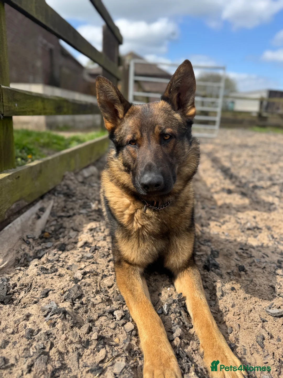German Shepherd dogs for sale: 🤩 5 gorgeous German Shepherd pups  in Crewe - Advert 9