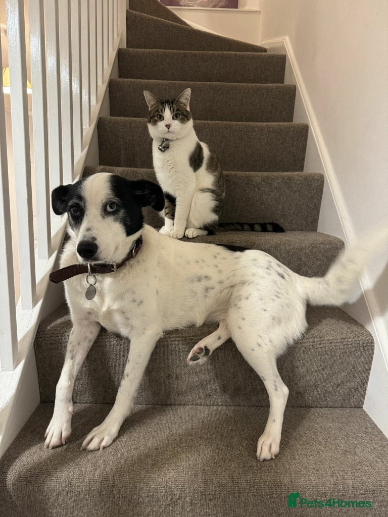 Mixed Breed dogs Meet Maggie, currently residing in Whiteley - Advert 2