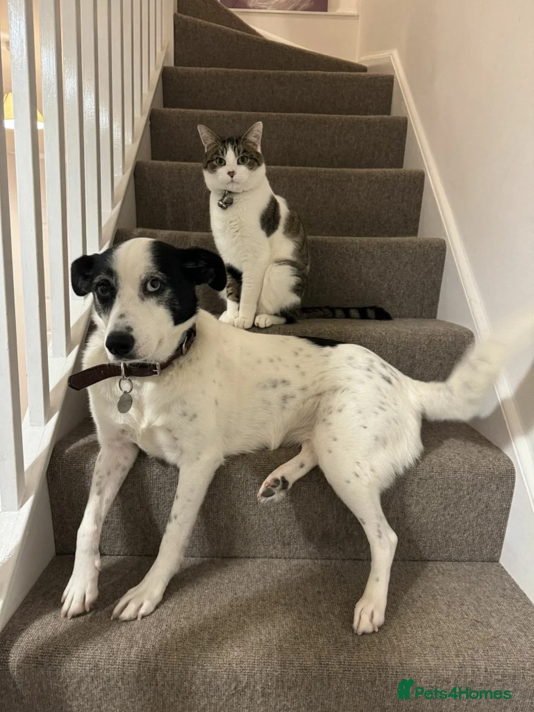 Mixed Breed dogs for adoption: Meet Maggie, currently residing in Whiteley in Fareham - Advert 1