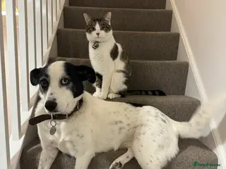 Mixed Breed dogs Meet Maggie, currently residing in Whiteley - Advert 2