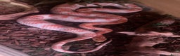Corn Snake reptiles for sale: Corn snake candy cane morph - Advert 2