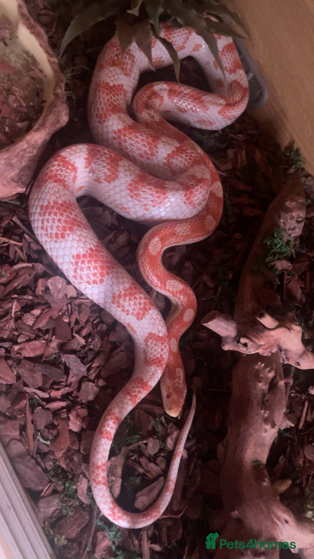 Corn Snake reptiles for sale: Corn snake candy cane morph - Advert 2