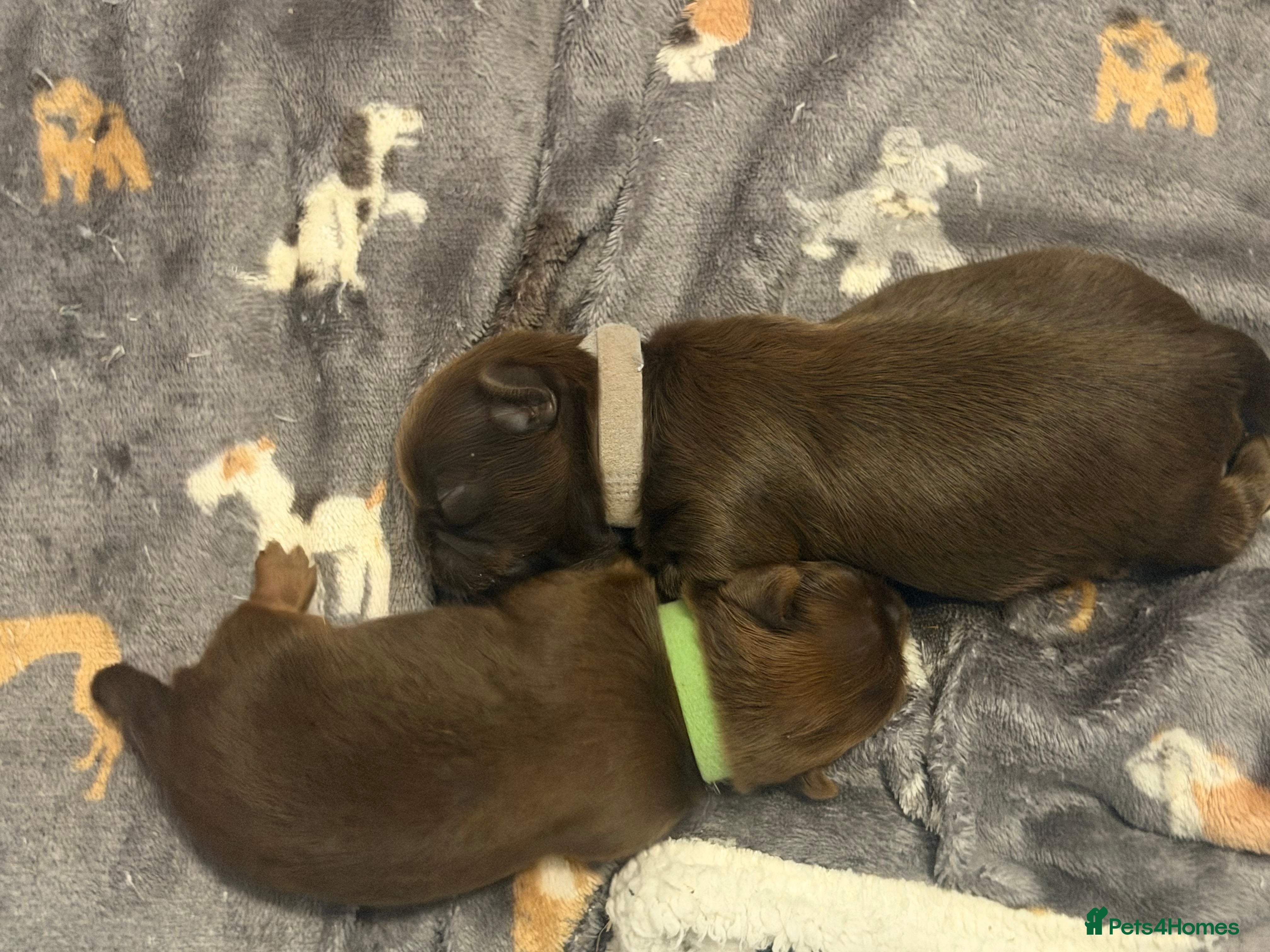 Shih Tzu dogs Imperial Full KC Reg litter of 4 male pups - Advert 2