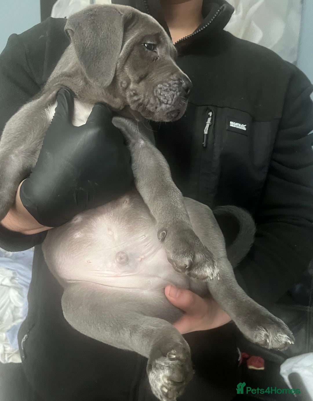 Cane Corso dogs for sale: Chunky blue  cane corso pups for sale last 2 - Advert 3