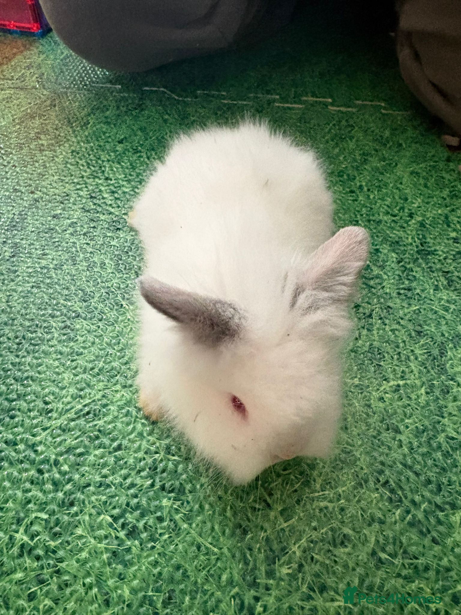 Lionhead rabbits Baby double main lionhead bunnies for sale  - Advert 18