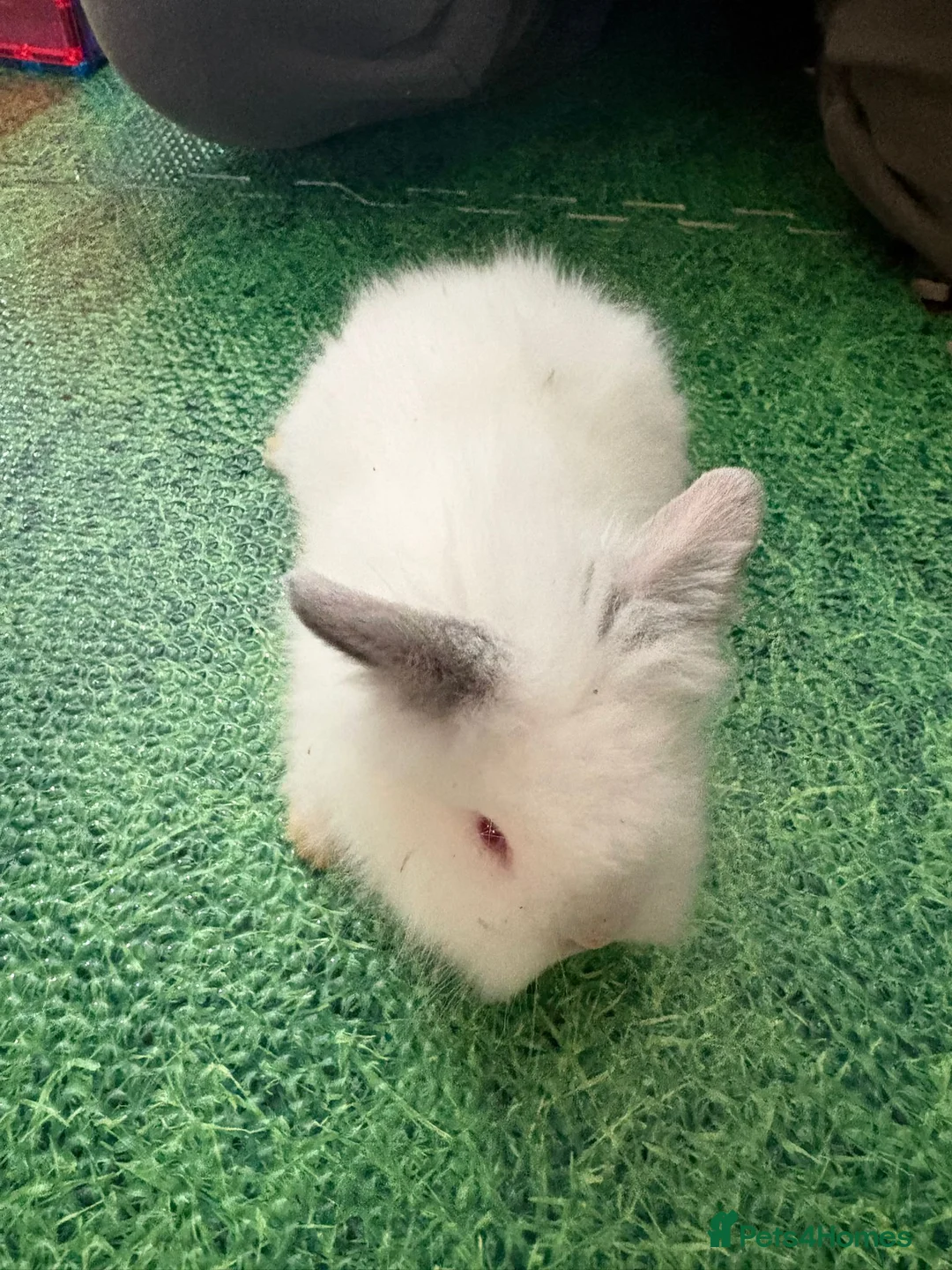 Lionhead rabbits for sale: Baby double main lionhead bunnies for sale  - Advert 1