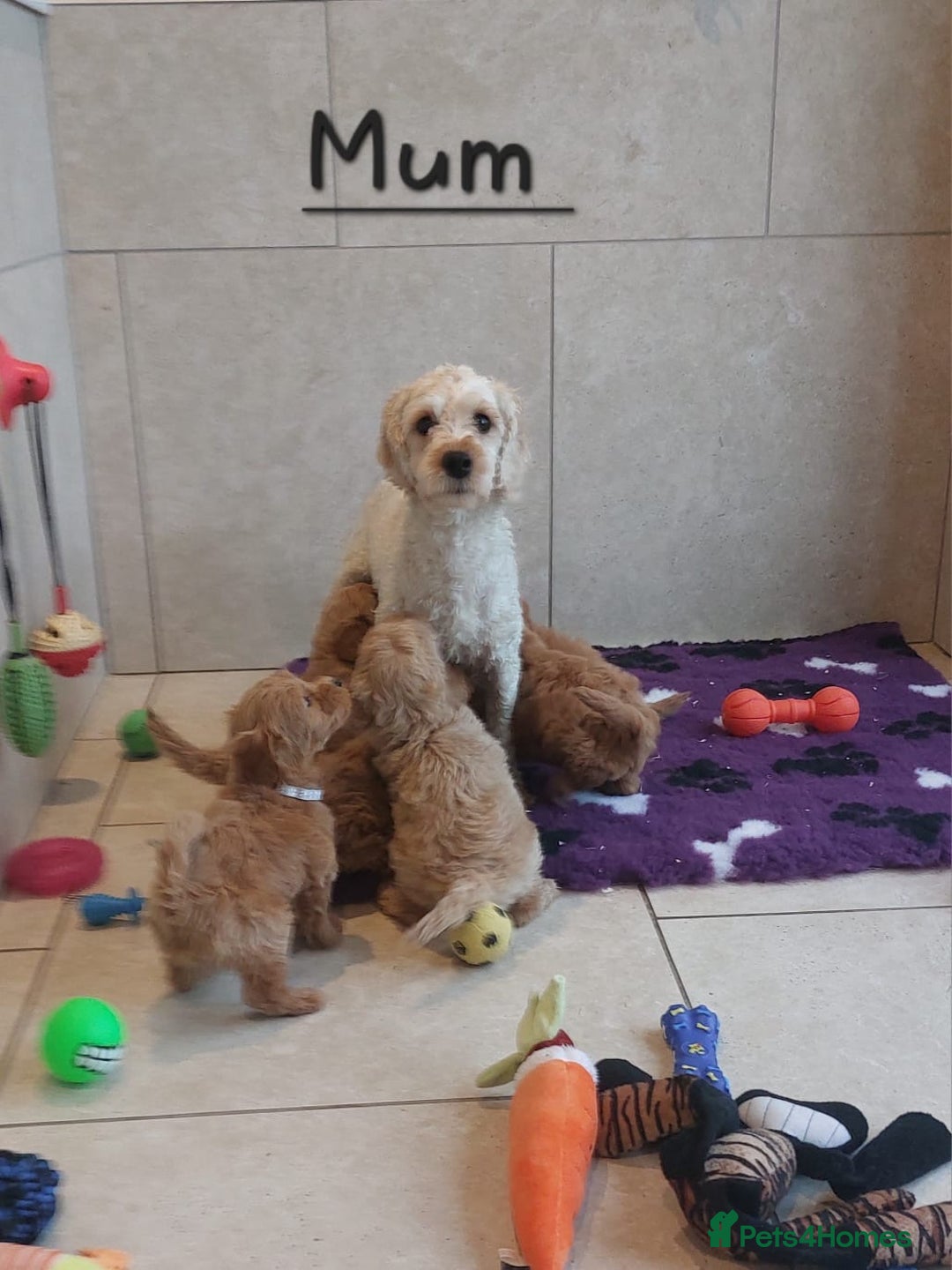 Cavachon dogs for sale: Cavapoochon puppies 🥰 - Advert 12
