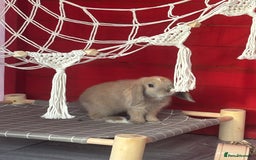 Mini Lop rabbits for sale: 10 week old Free female rabbit - Image 2