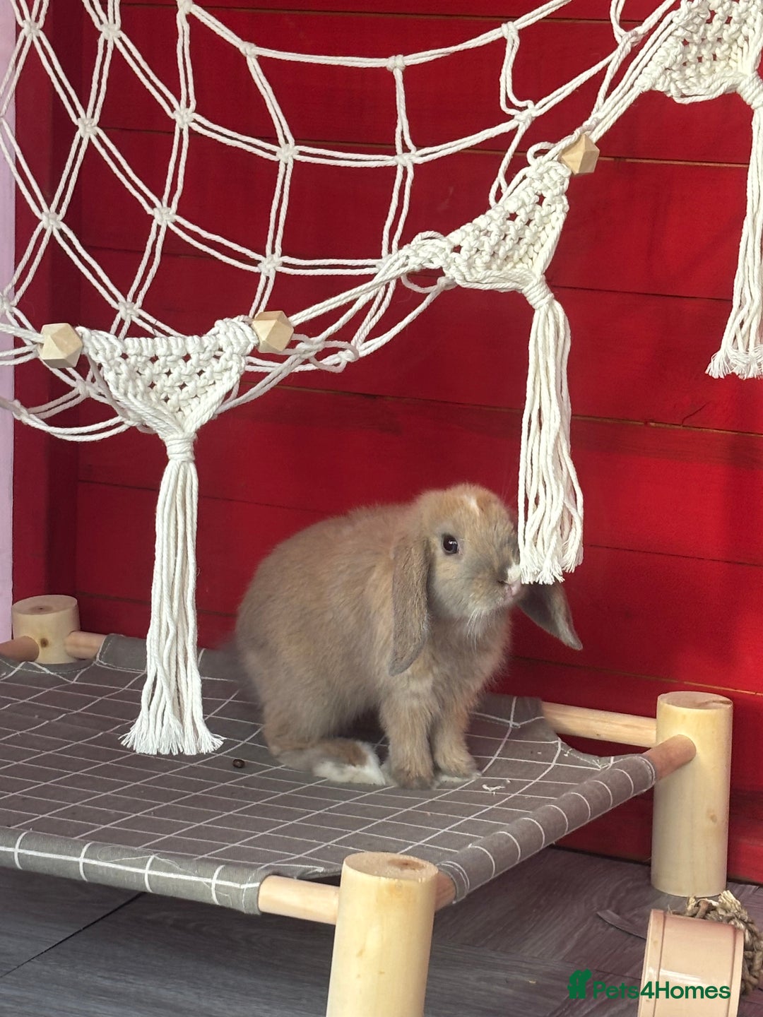 Mini Lop rabbits for sale: 10 week old Free female rabbit - Image 2