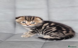 Scottish Fold cats for sale: Healthy and beautiful Scottish fold kittens - Image 9