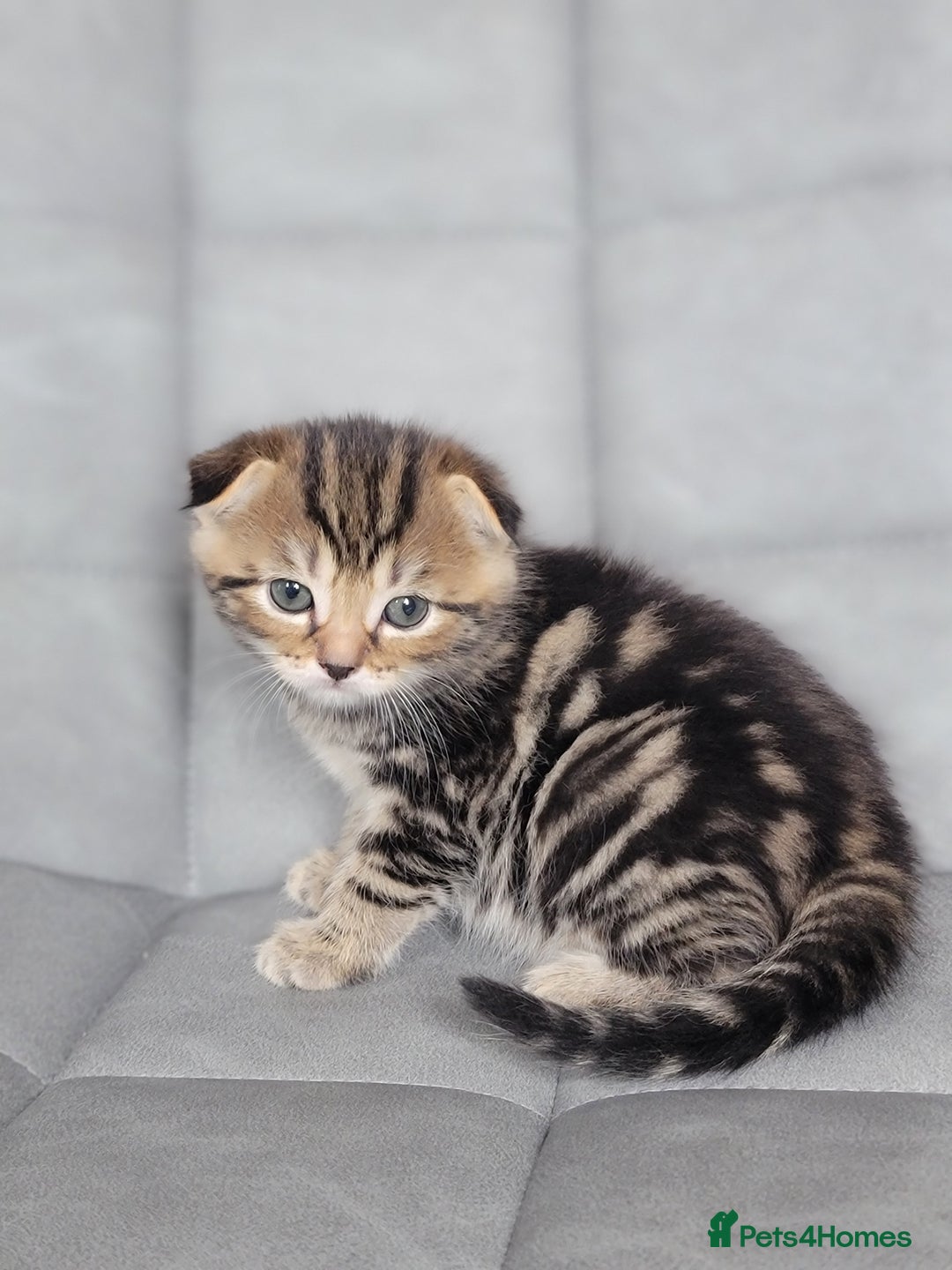 Scottish Fold cats for sale: Healthy and beautiful Scottish fold kittens - Image 9