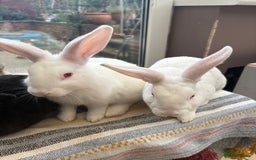 Mixed Breed rabbits for sale: 4 young rabbits - Advert 4