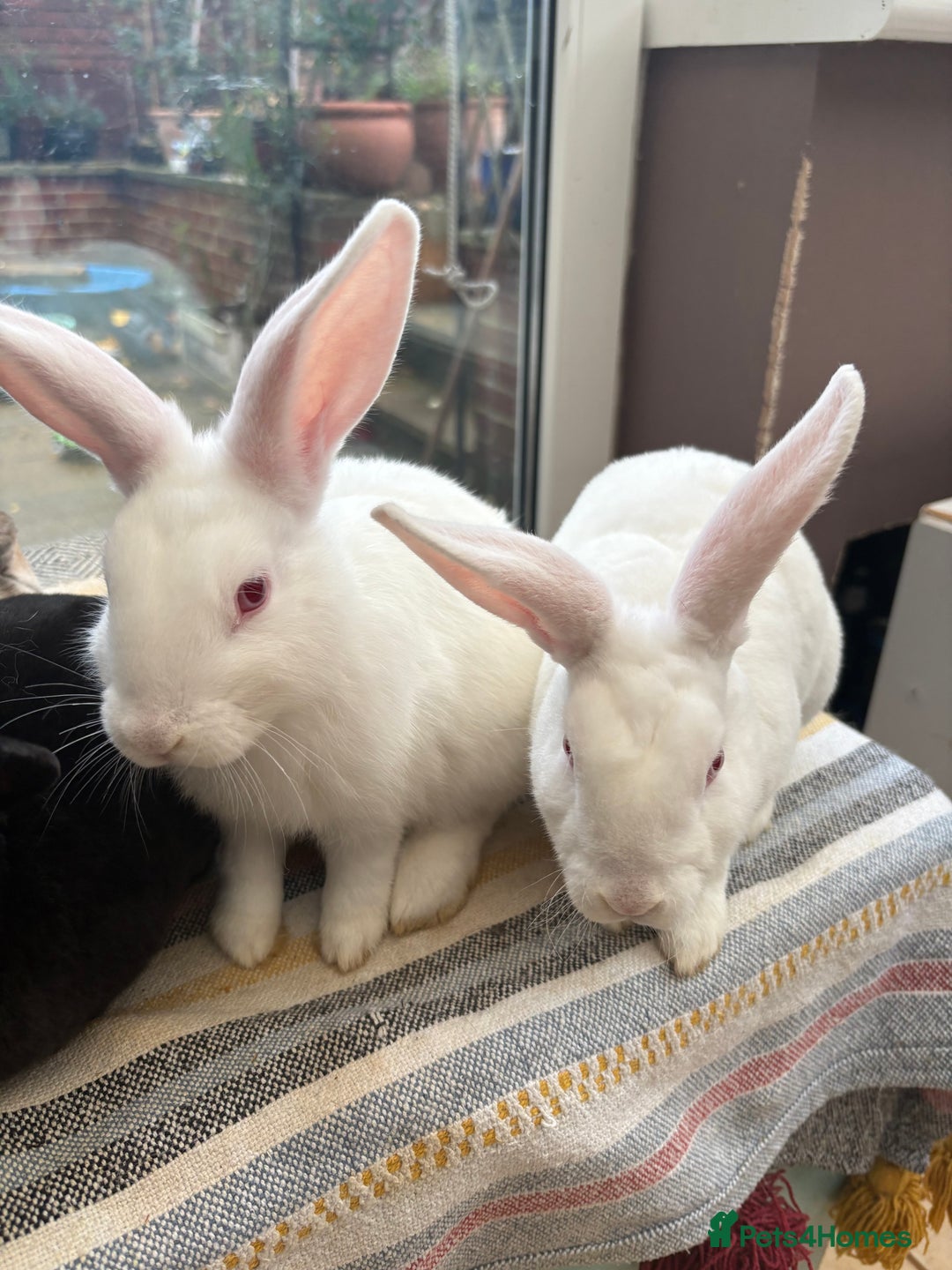 Mixed Breed rabbits for sale: 4 young rabbits - Advert 4