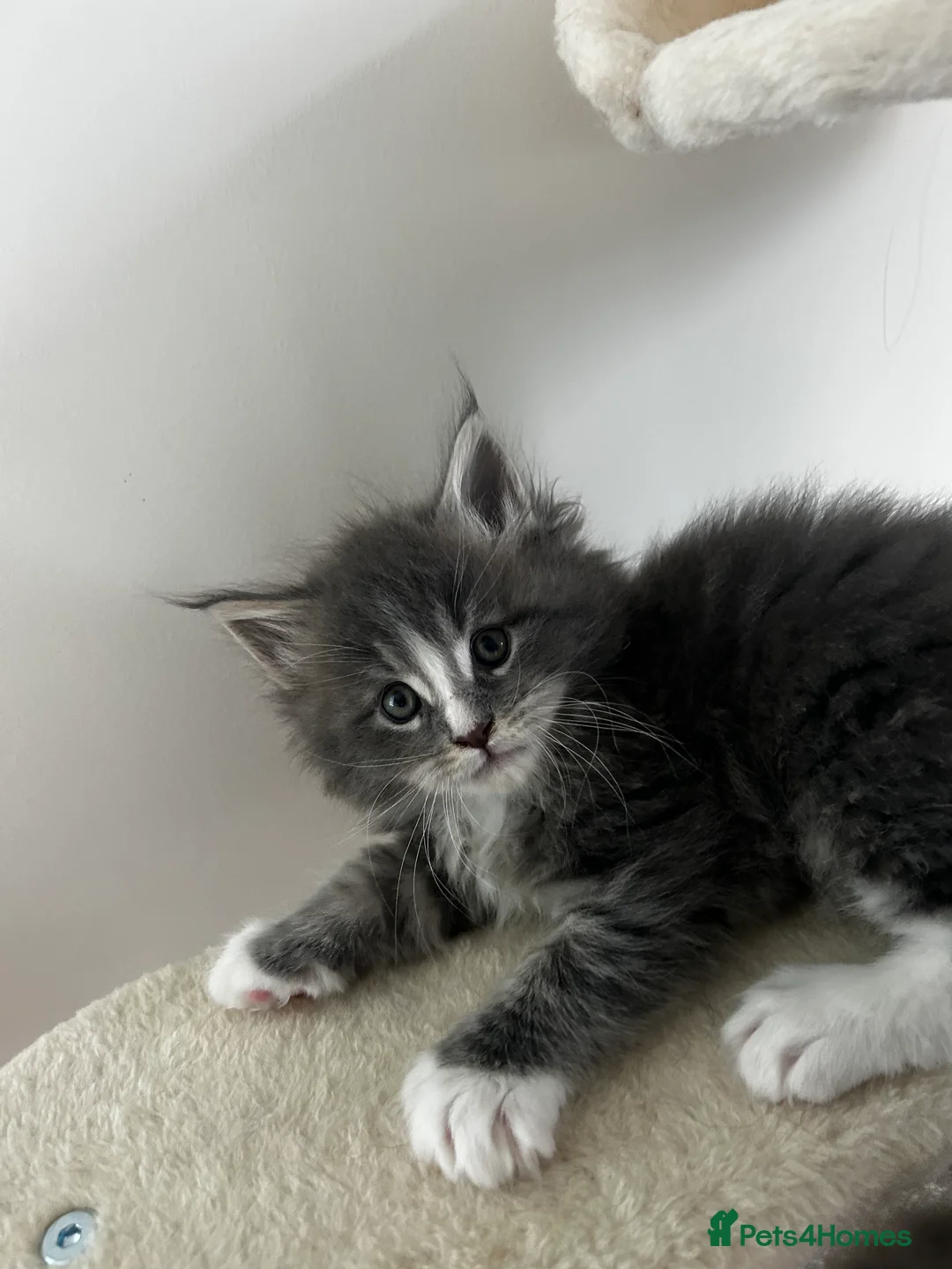 Maine Coon cats for sale: Find Your Purrfect Match! - Advert 3