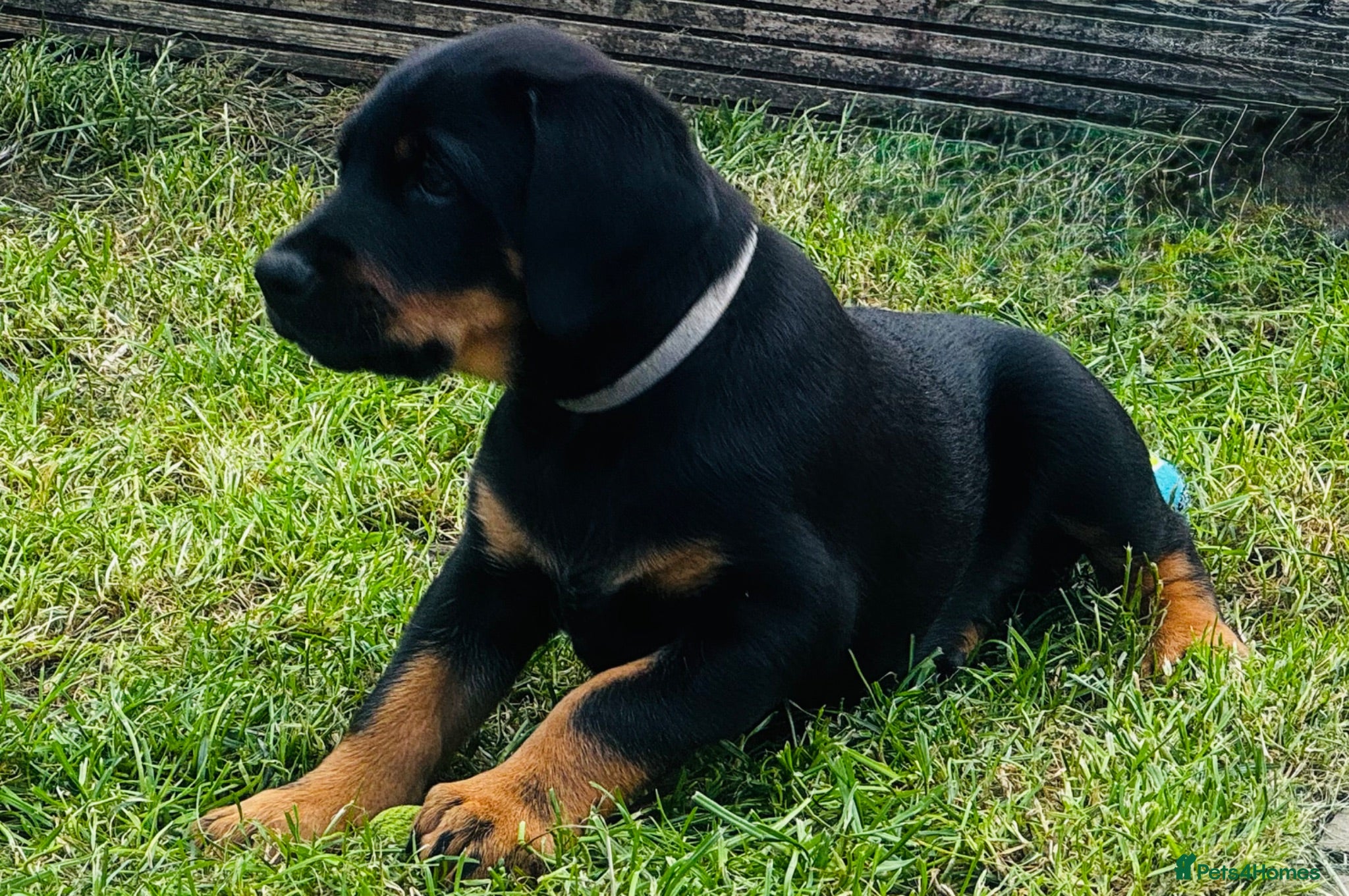 Mixed Breed dogs Blue merle Doberman puppies 2 boys 2 girls left  - Advert 2